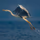 Take Off - Grey Heron