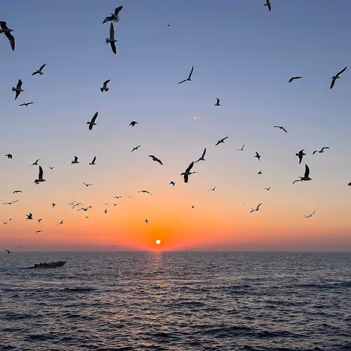 The Last Flight of Birds 🕊️