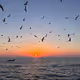 The Last Flight of Birds 🕊️