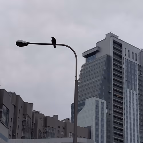 Crow