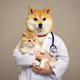 Medical dog