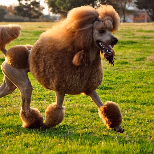 DOG