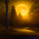 Moon and forest