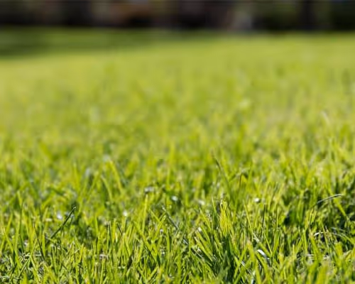 Touchgrass X Base X Zora