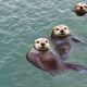 Cute Otters