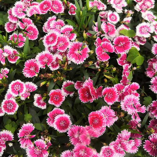 Stone flower