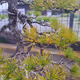 Bonsai Base