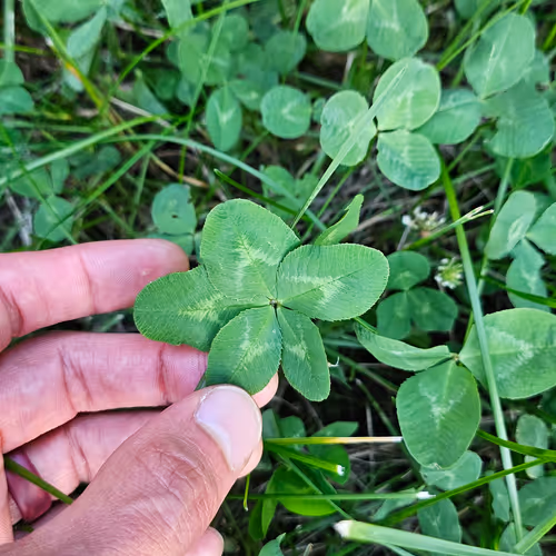 5 Leaf Clover!