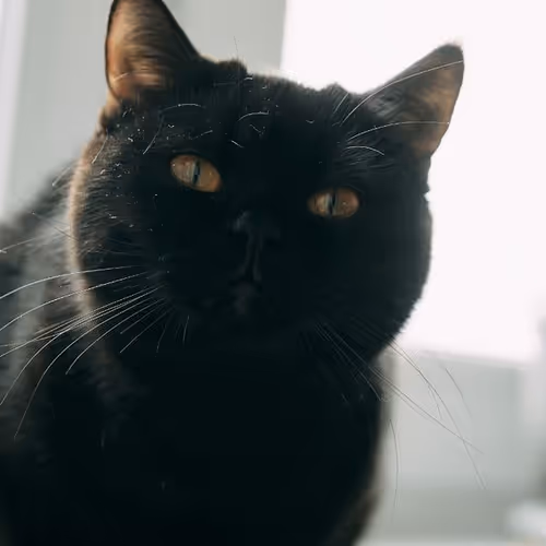 Zora Posts