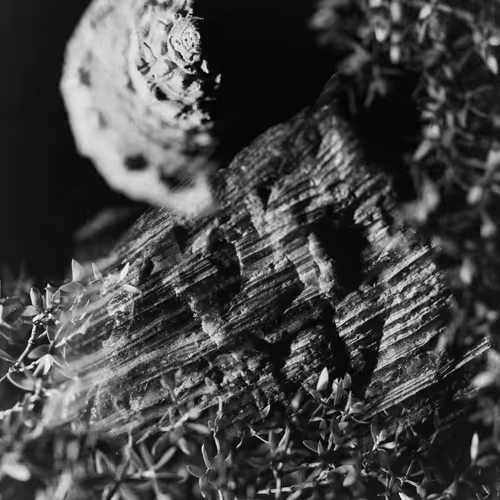 Experimental Analog Photography