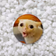 Cat Meme