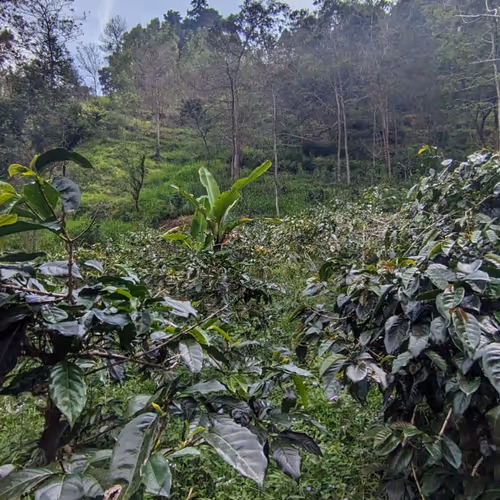 Coffee Farm