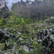Coffee Farm