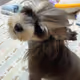 cutedog