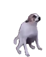 Braza Dancing Dogs