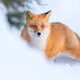 Based wildlife editions