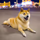 doge in Las Vegas