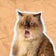 BASEKITTENZ