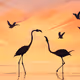 Flamingo Fantasia by Marlin Castillo