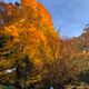 Autuum