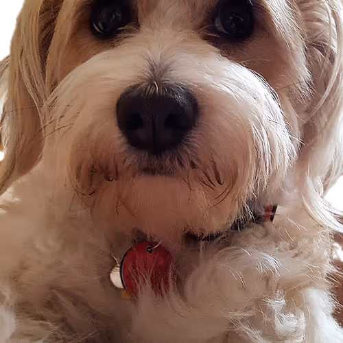 K-9 Companion