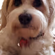 K-9 Companion