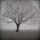 grey tree