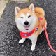 shiba