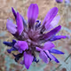 Asphalt Velvet Flower