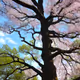 magic tree