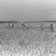 Fields