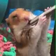 HAMSTER