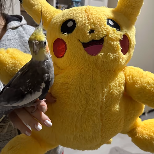 Pika