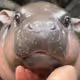 MOODENG