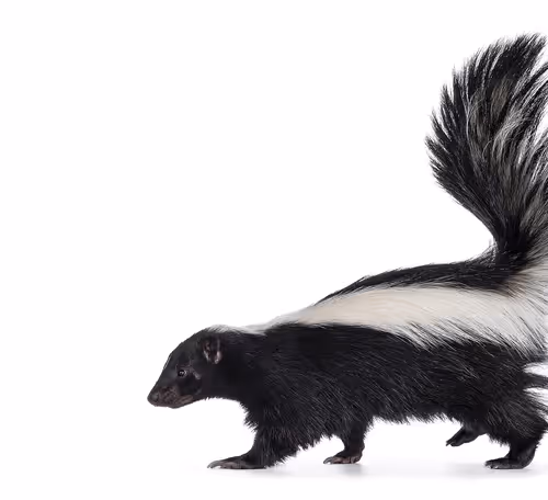 skunk3