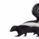 skunk3