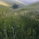Summer Grasses