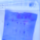 SDS