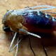 Macro Sight