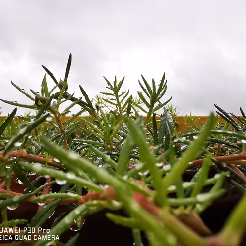 TOᑌᑕᕼ Gᖇᗩᔑᔑ ᗯᗴᗴK