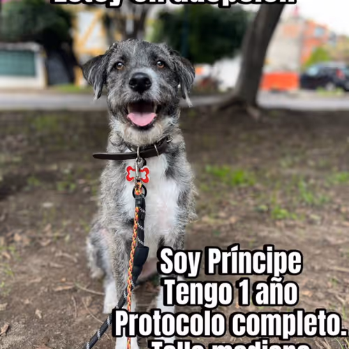 Príncipe 1 Año, CDMX
