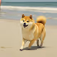 Beach Doge