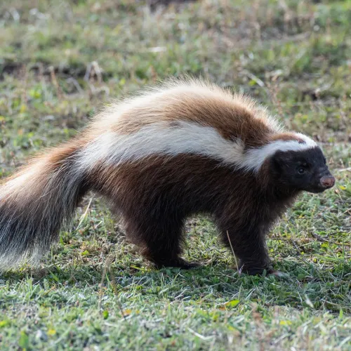 skunk4