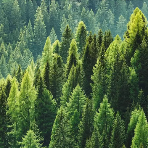Forest