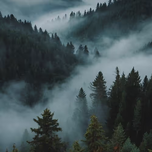 Forest777