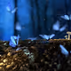 Fantasy Butterflies