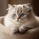 Pastel Purrs