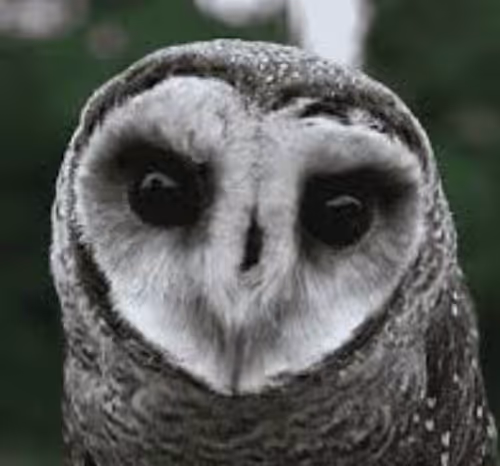 OWLTER