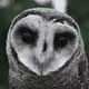 OWLTER