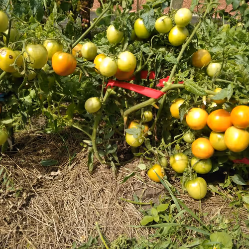 tomato